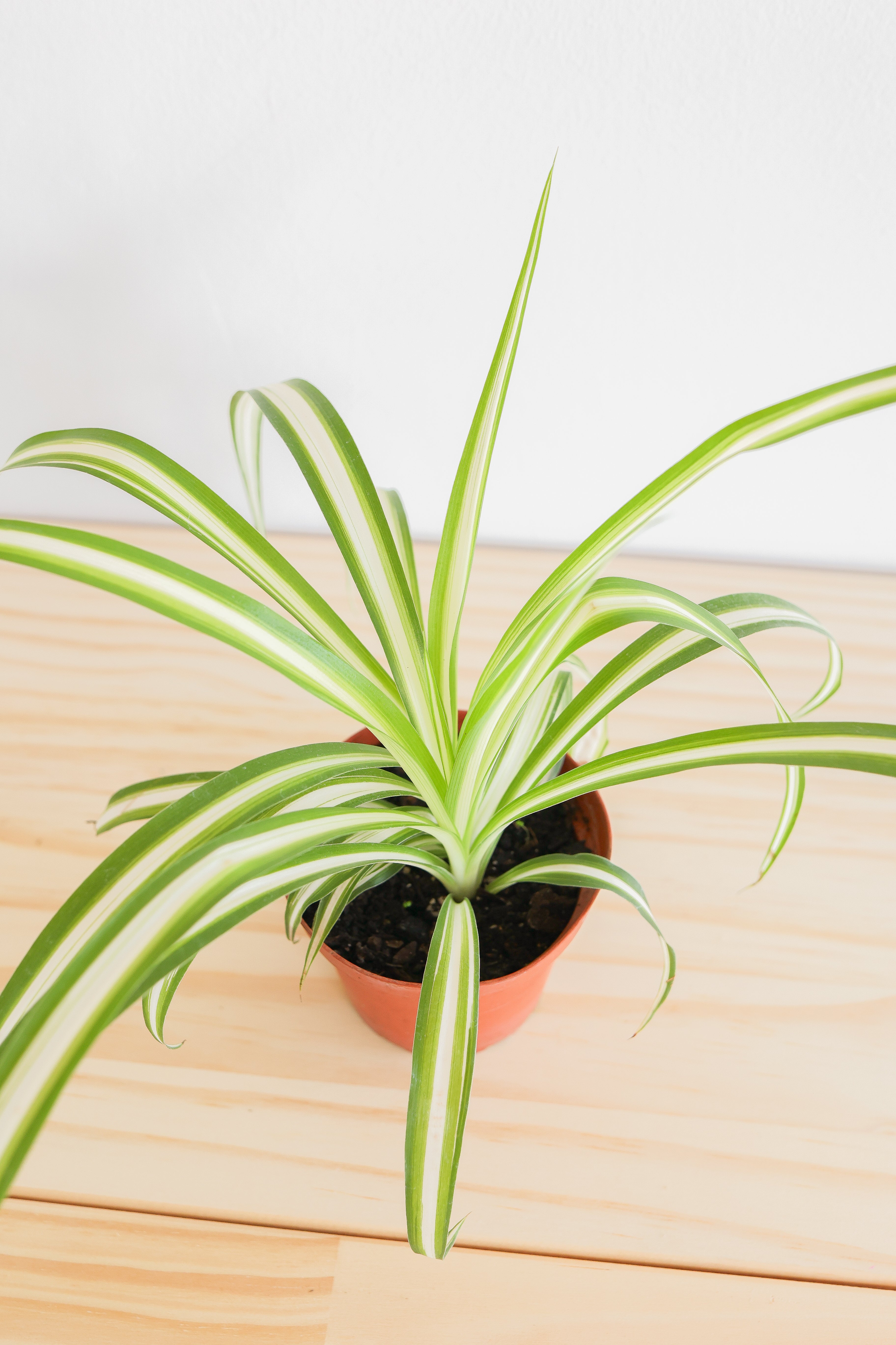 Spider Plant
